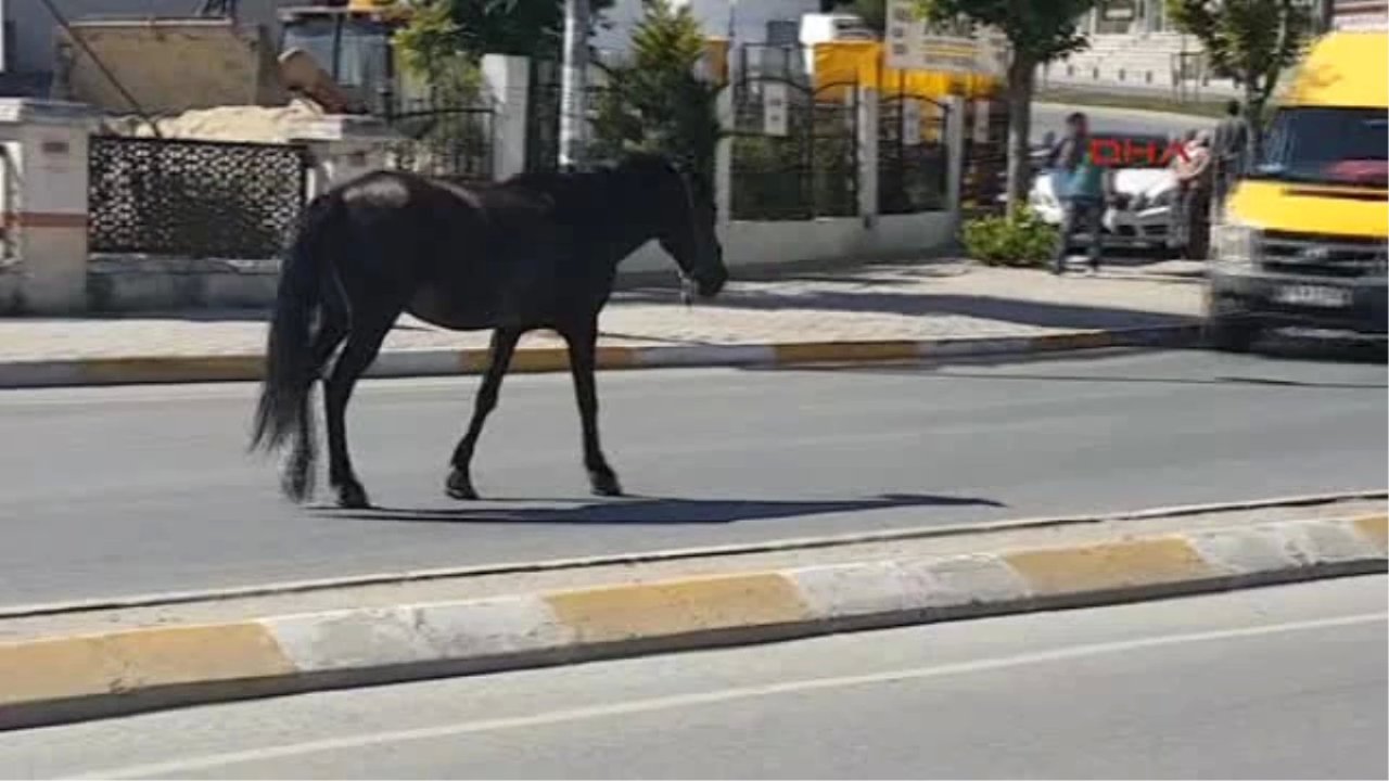 Sokaklarda Başıboş Dolaşan Atlar Dikkat Çekti