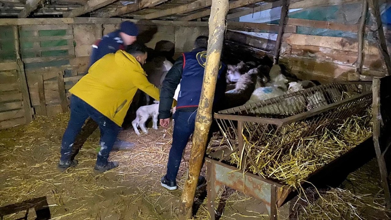 Ağıldaki 37 Koyunu Çalan 2 Şahıs Tutuklandı