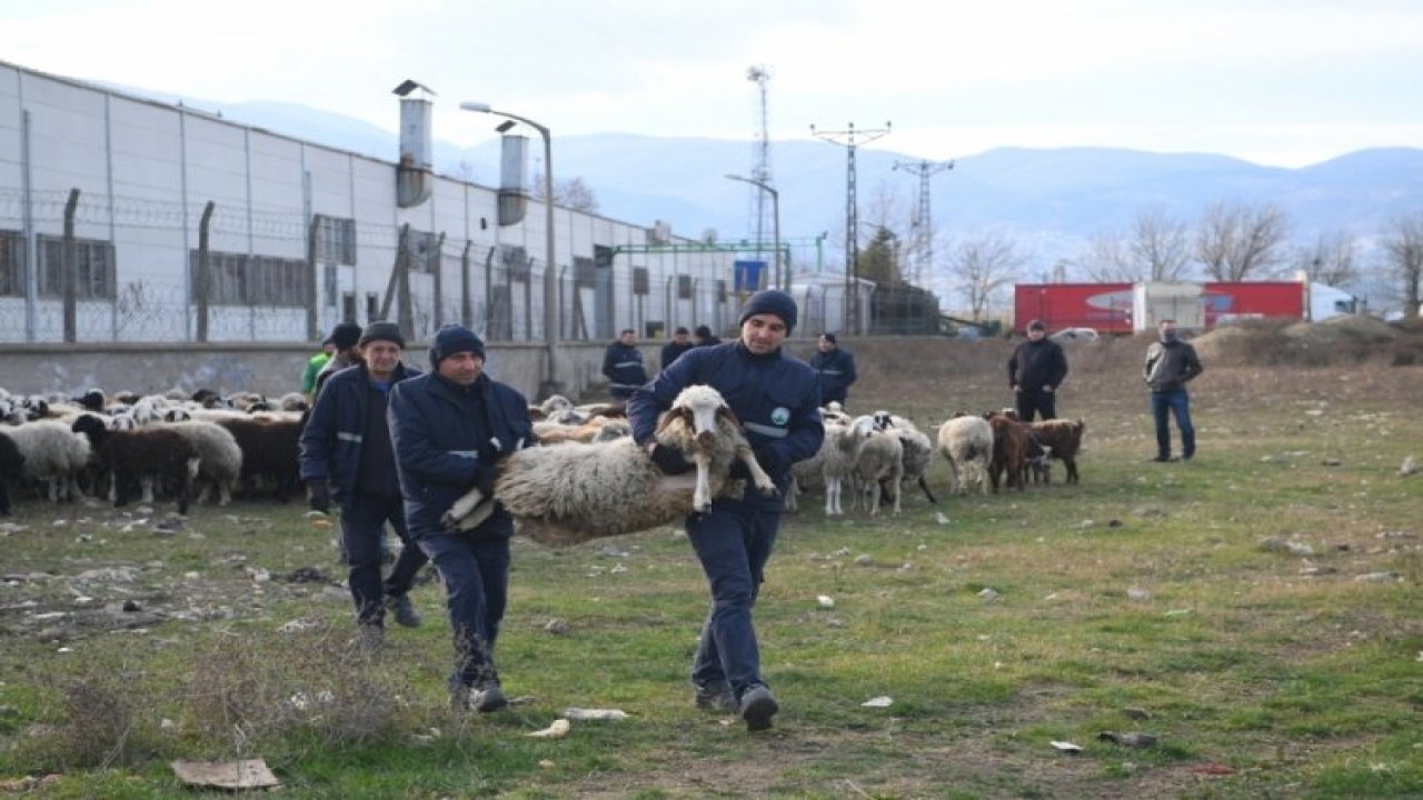 Tarım Arazilerine Zarar Veren Küçükbaş Hayvanlar Toplatıldı