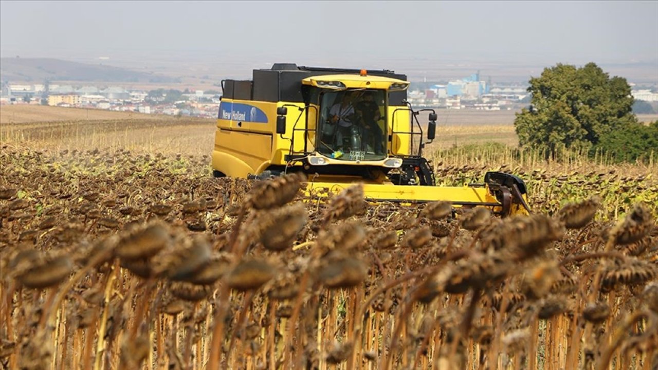 Yerli Ayçiçeği Tohumunun Ekimi Yapılacak