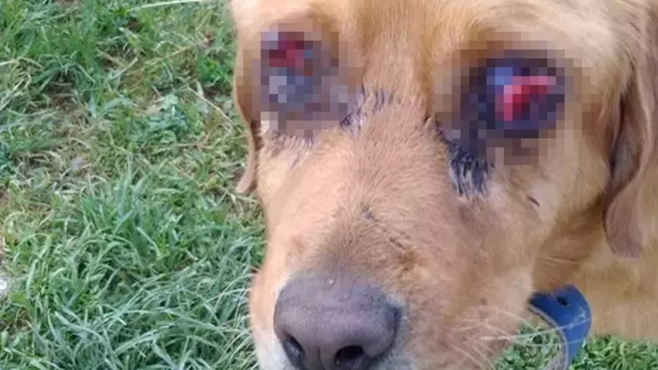 Gözleri Oyulan Köpeğin Katledildiği İddiası Asılsız Çıktı