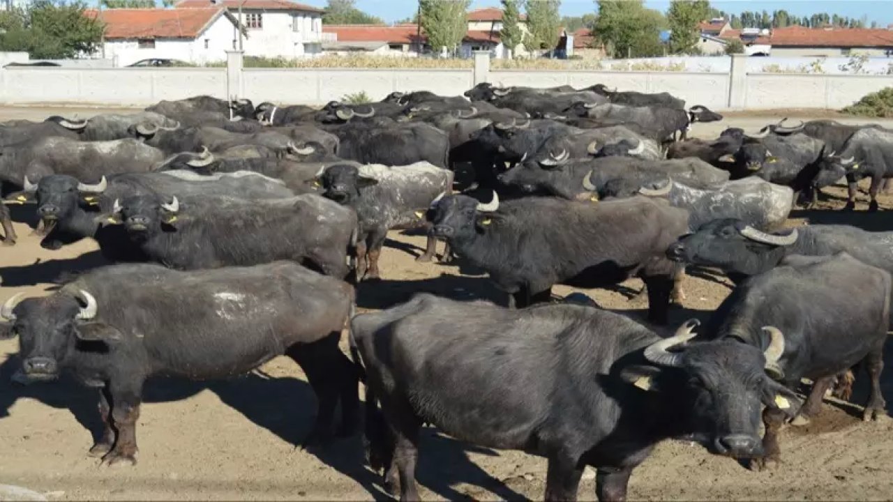 Edirneli Besici Mandaların Sayısını Artırmak İstiyor