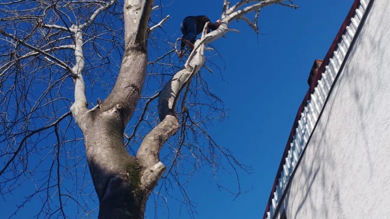 Hırsızlık Zanlılarından Biri Tırmandığı Ağaçta Yakalandı