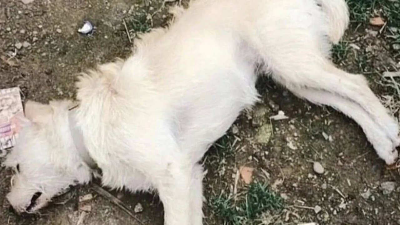 14 Köpeğin Telef Edilmesine Hayvanseverlerden Tepki