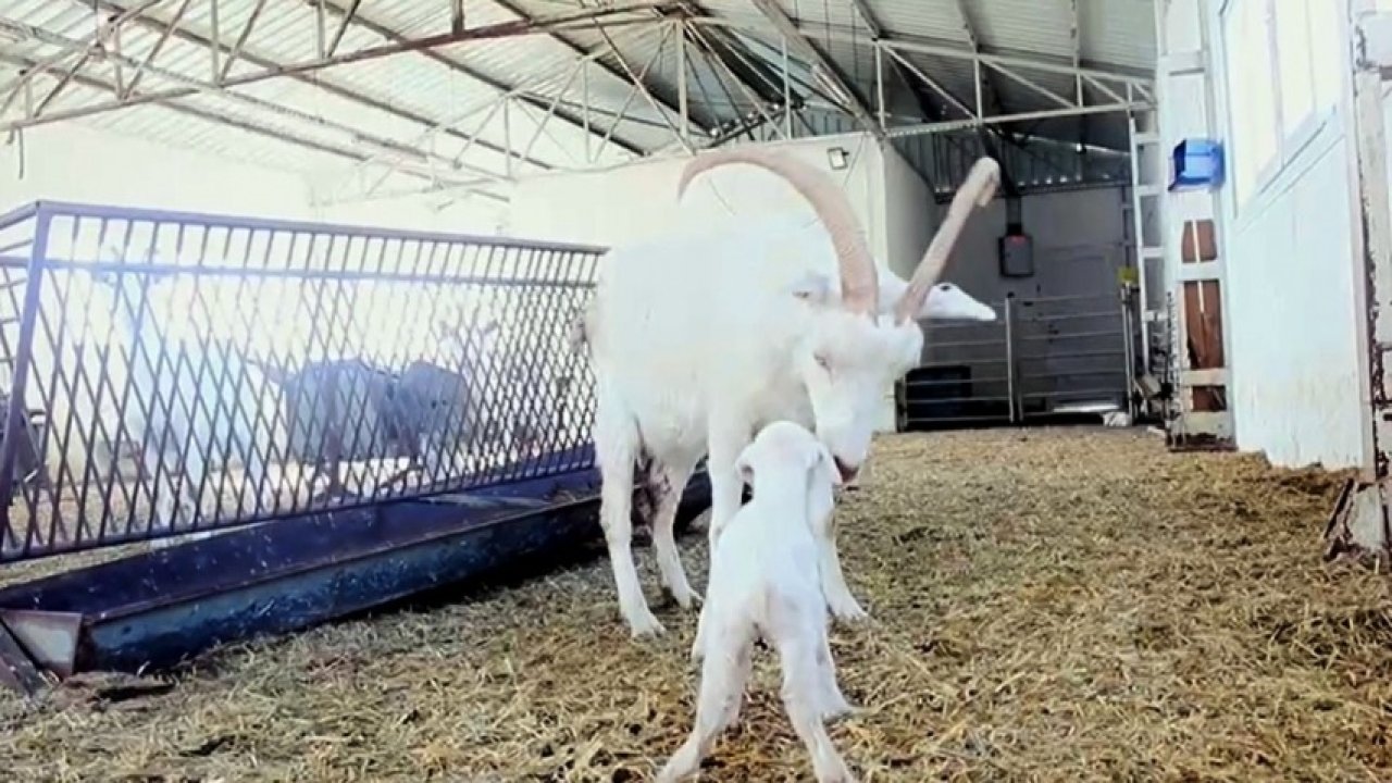 Güney Koreli Girişimci Kadın Türkiye'de Keçi Çiftliği Kurdu