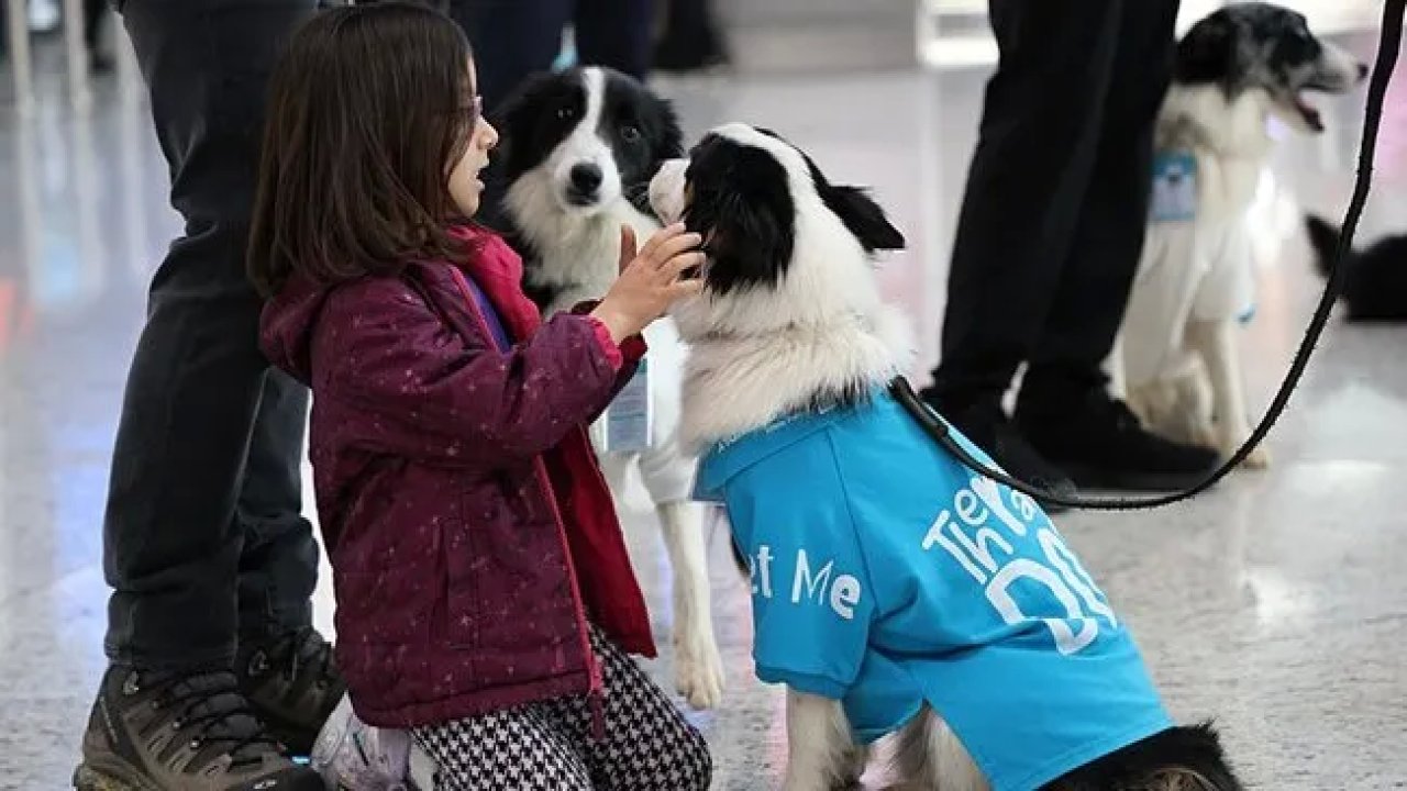 İstanbul Havalimanı'nda Terapi Köpekleri Göreve Başladı