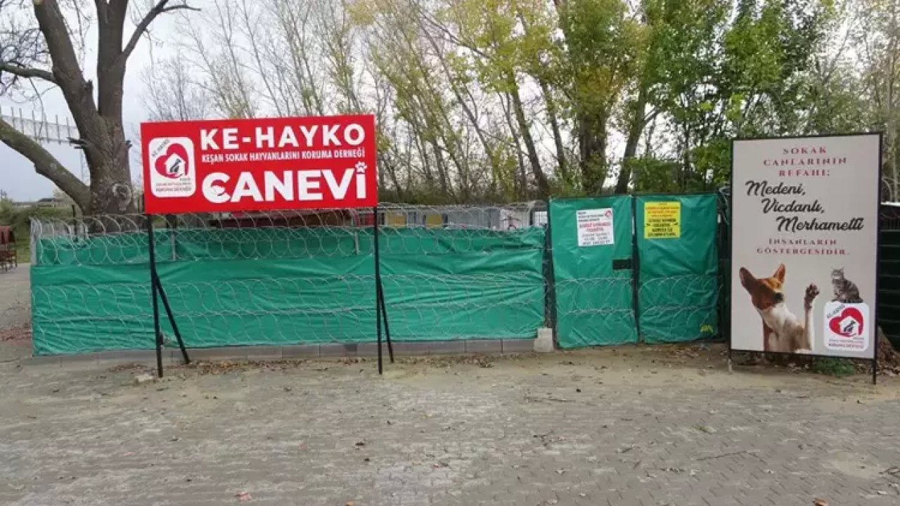 Edirne'de Terk Edilen 14 Köpek Yavrusu Barınağa Alındı