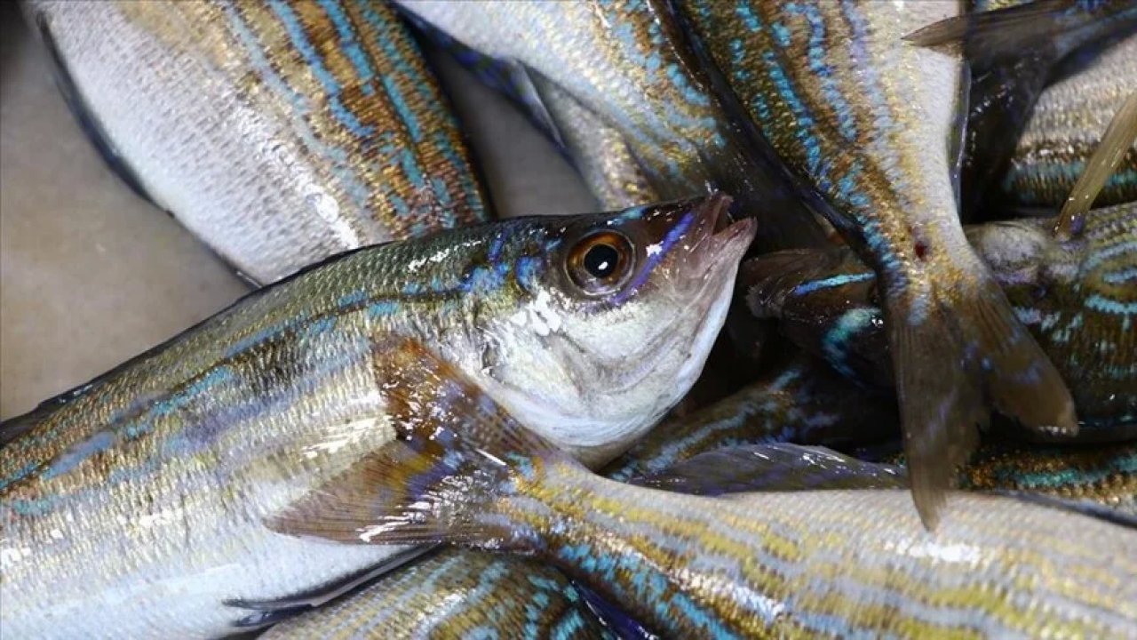 Tekirdağ'da Vatandaşlar Yağlı Balıkları Tercih Ediyor