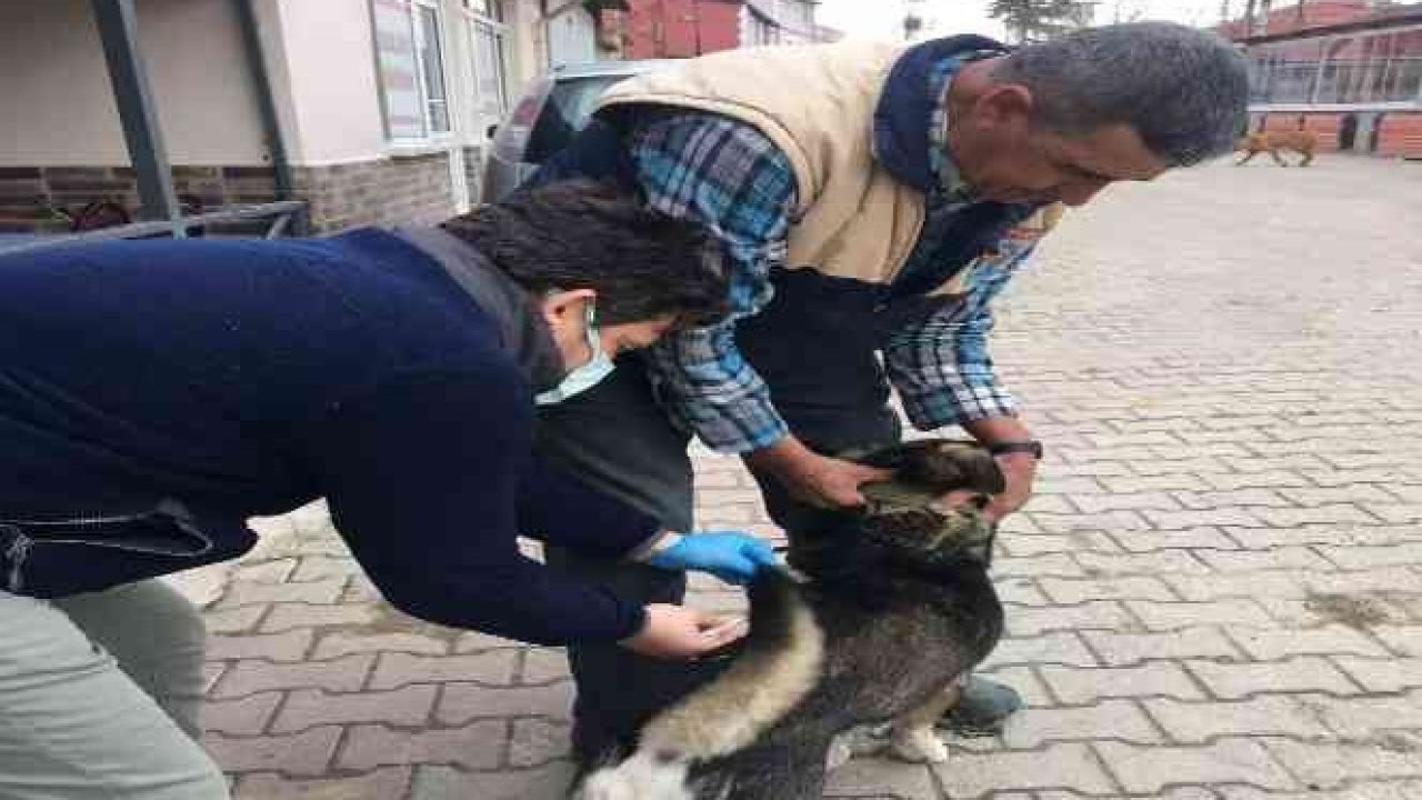 Demirköy'deki Kedi ve Köpeklere Kuduz Aşısı Yapılıyor