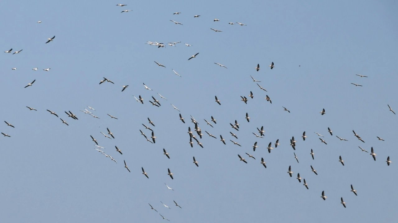 Tekirdağ'da Göç Eden Pelikanlar Görüntülendi