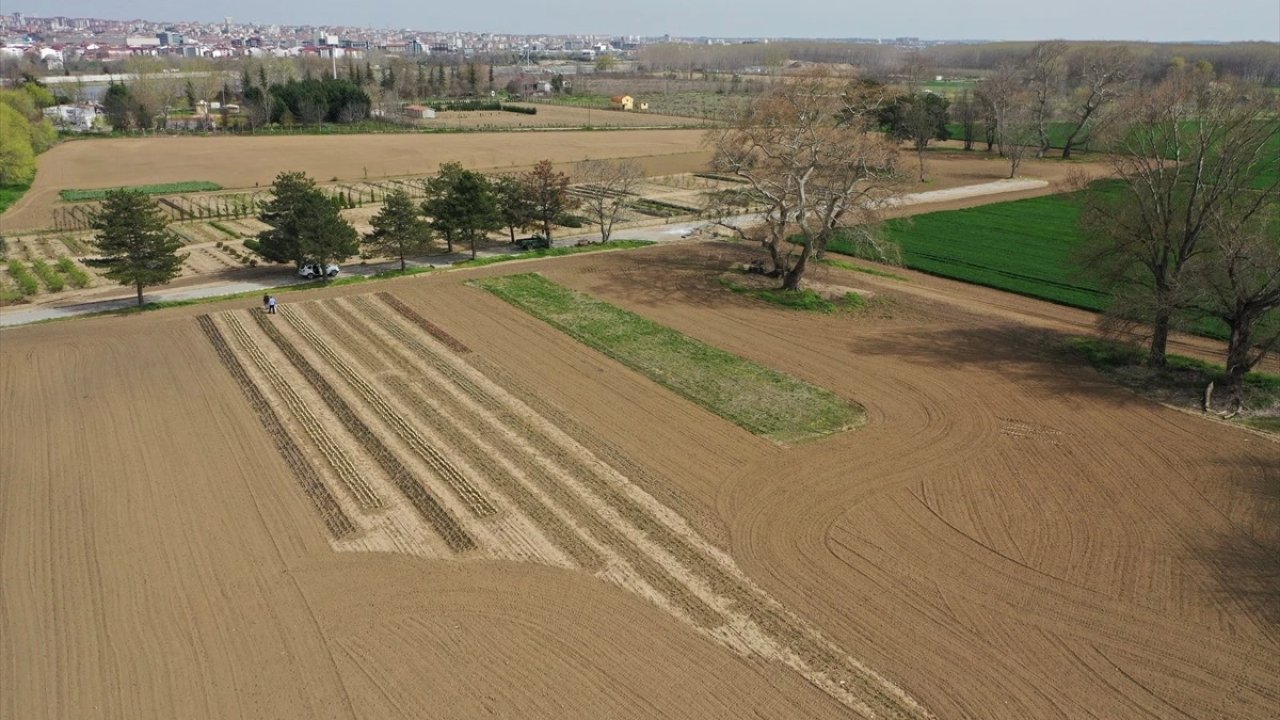 Edirne'de Yetiştirilen Tıbbi Aromatik Bitkiler Çiftçilere Örnek Oluyor