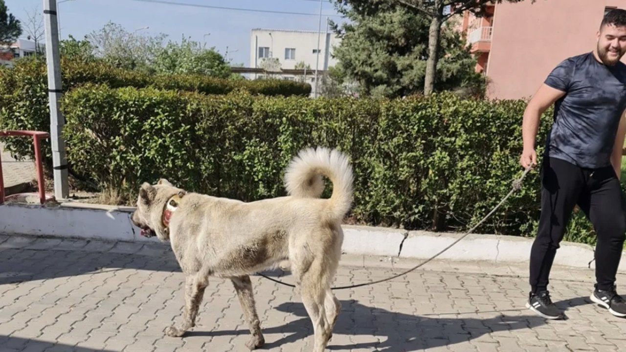 Kırklareli'nde Köpek Dövüştürdükleri İddiasında Flaş Gelişme