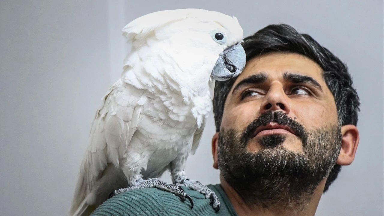 Çakmak Ailesinin Papağanı Osman Sosyal Medyada Büyük İlgi Gördü