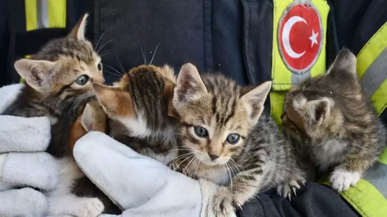 Edirne'de Yangında Mahsur Kalan Kedi Yavrularını İtfaiye Kurtardı