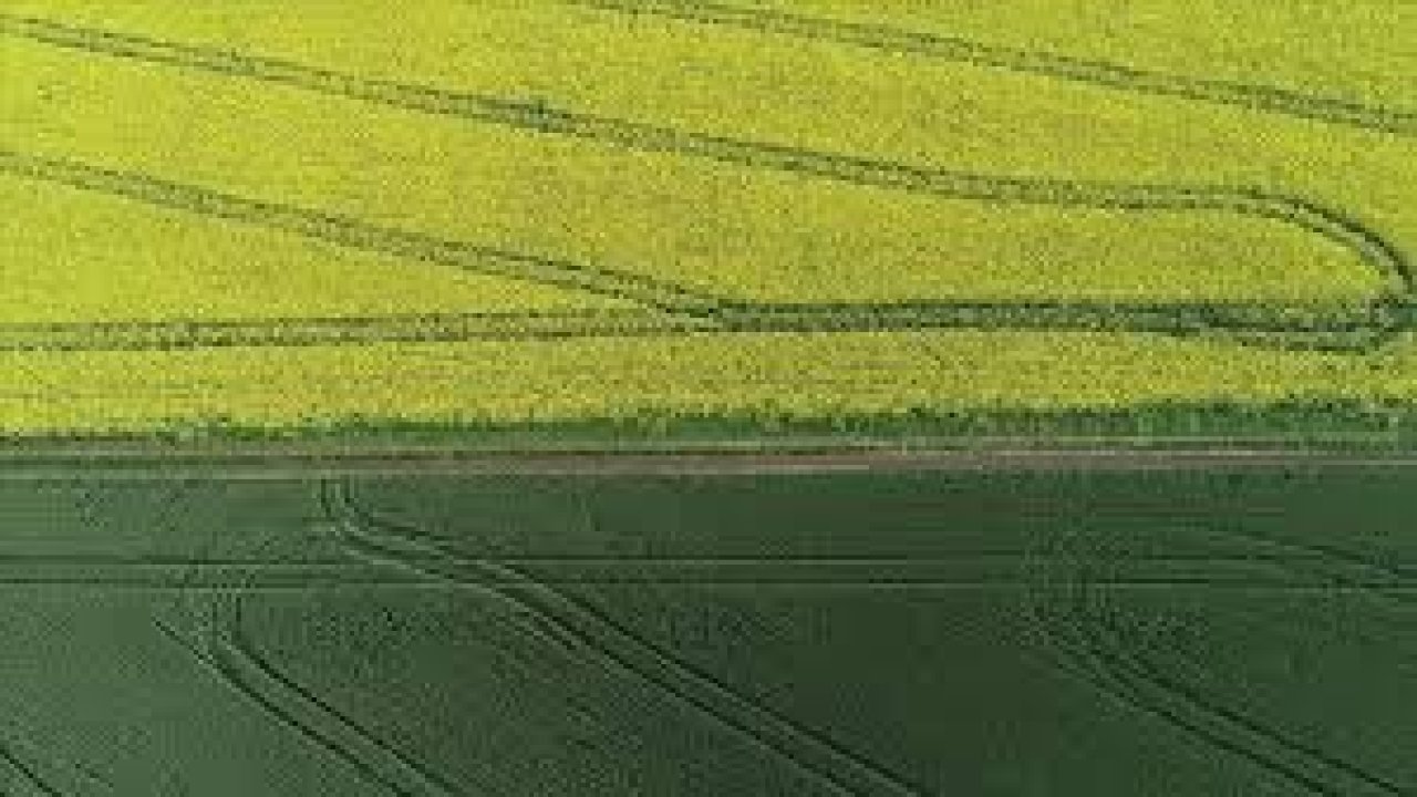 Tekirdağ'da Kanola ve Buğday Tarlaları Renkli Rota Sunuyor