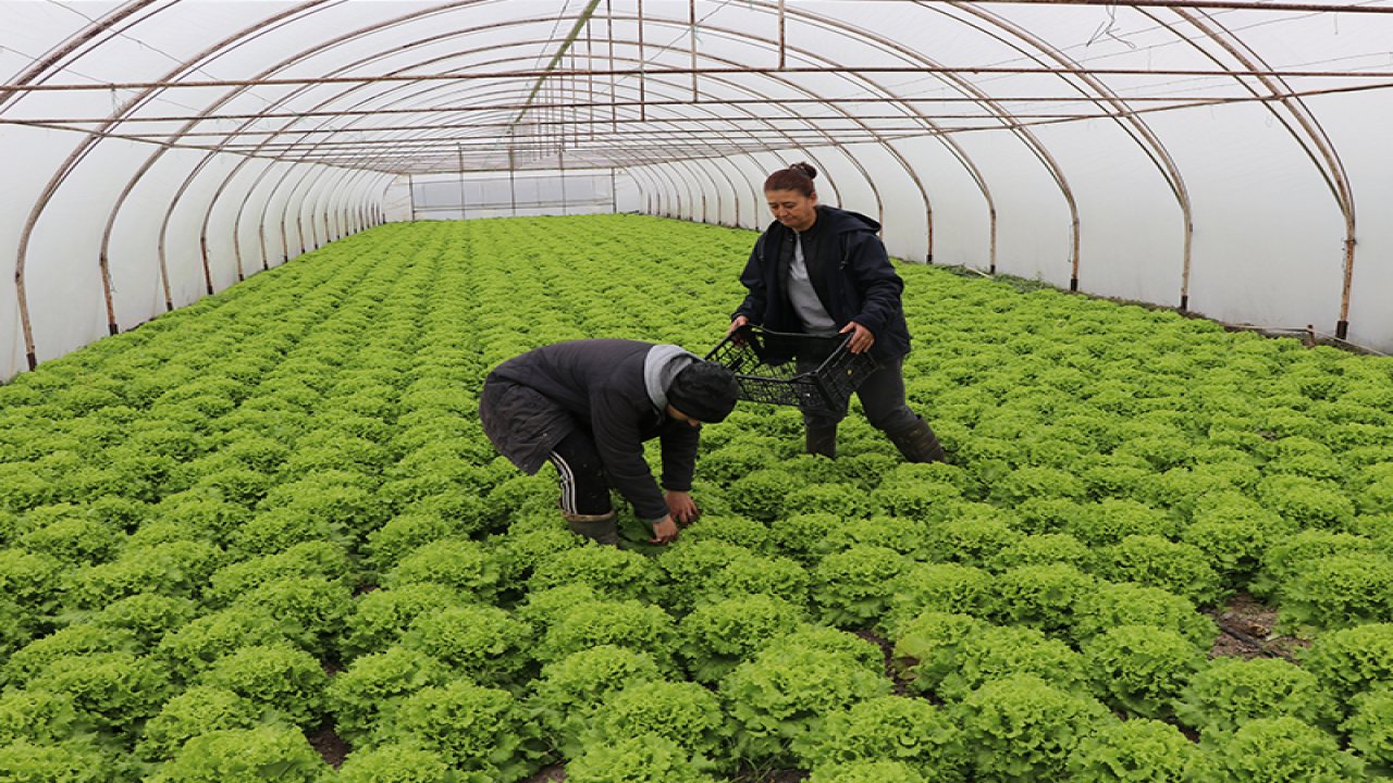 Edirne'de Kadın Üreticiler Ekim Alanlarını Büyüttü