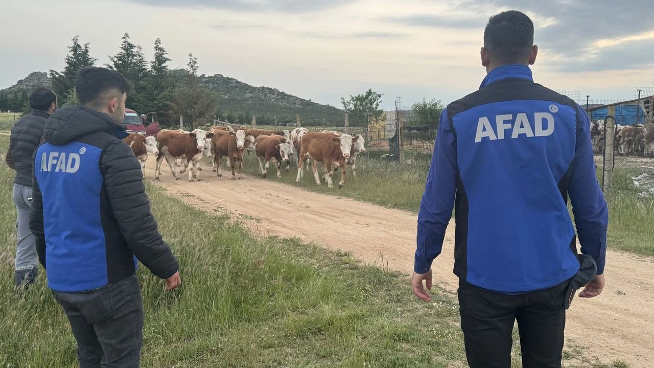 Kırklareli'ndeki 38 Büyükbaş Hayvan Bulundu