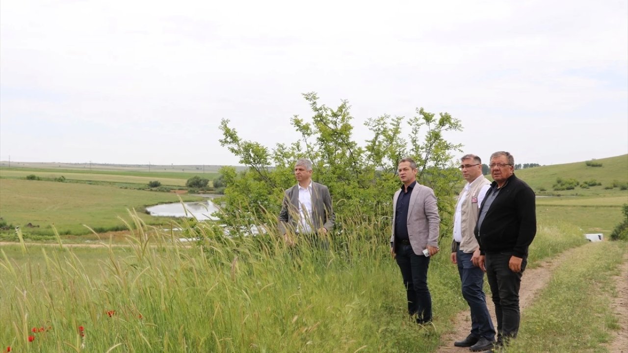 Edirne'de Hayvancılık İçin Suni Meralar Oluşturuldu