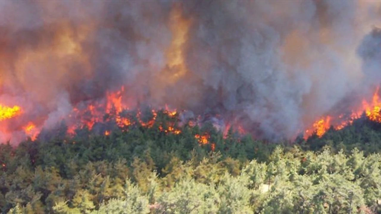 Sancaktepe'de Orman Yangınına Anında Müdahale