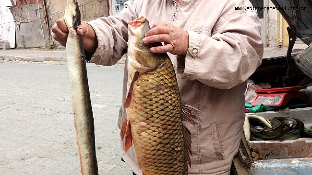 Edirne'deki 60 Kilogramlık Yayın Balığı Yakalandı