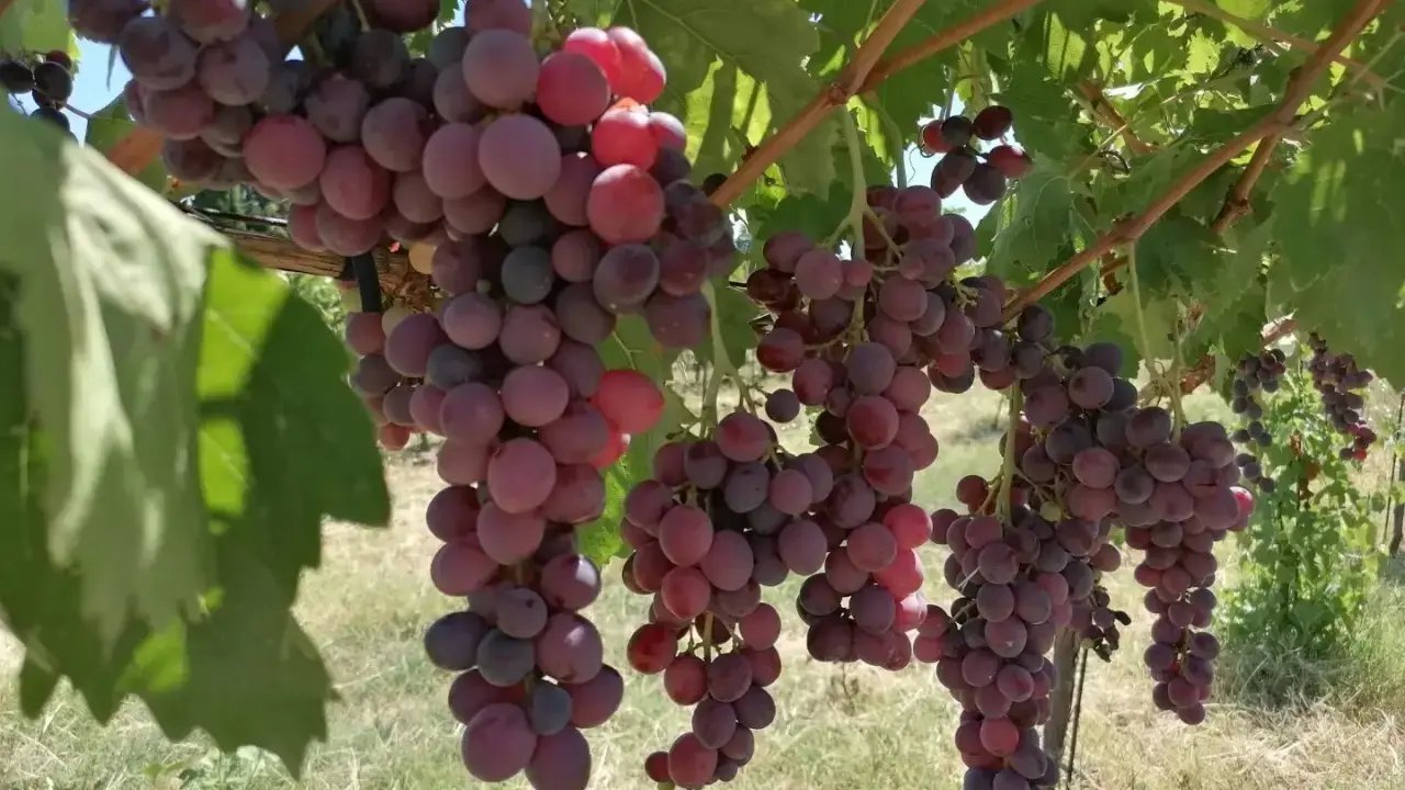 Tekirdağ'daki 50 Yeni Üzüm Çeşidi Tescil Bekliyor