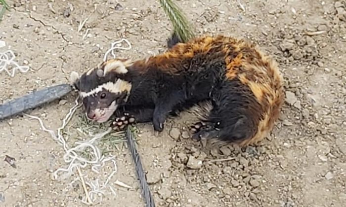 TEKİRDAĞ'DA GÖRÜLDÜ NESLİ TÜKENMEK ÜZERE