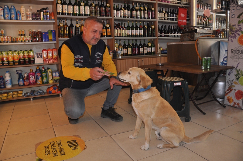 BU KÖPEK BAKKALA VERESİYE YAZDIRIYOR