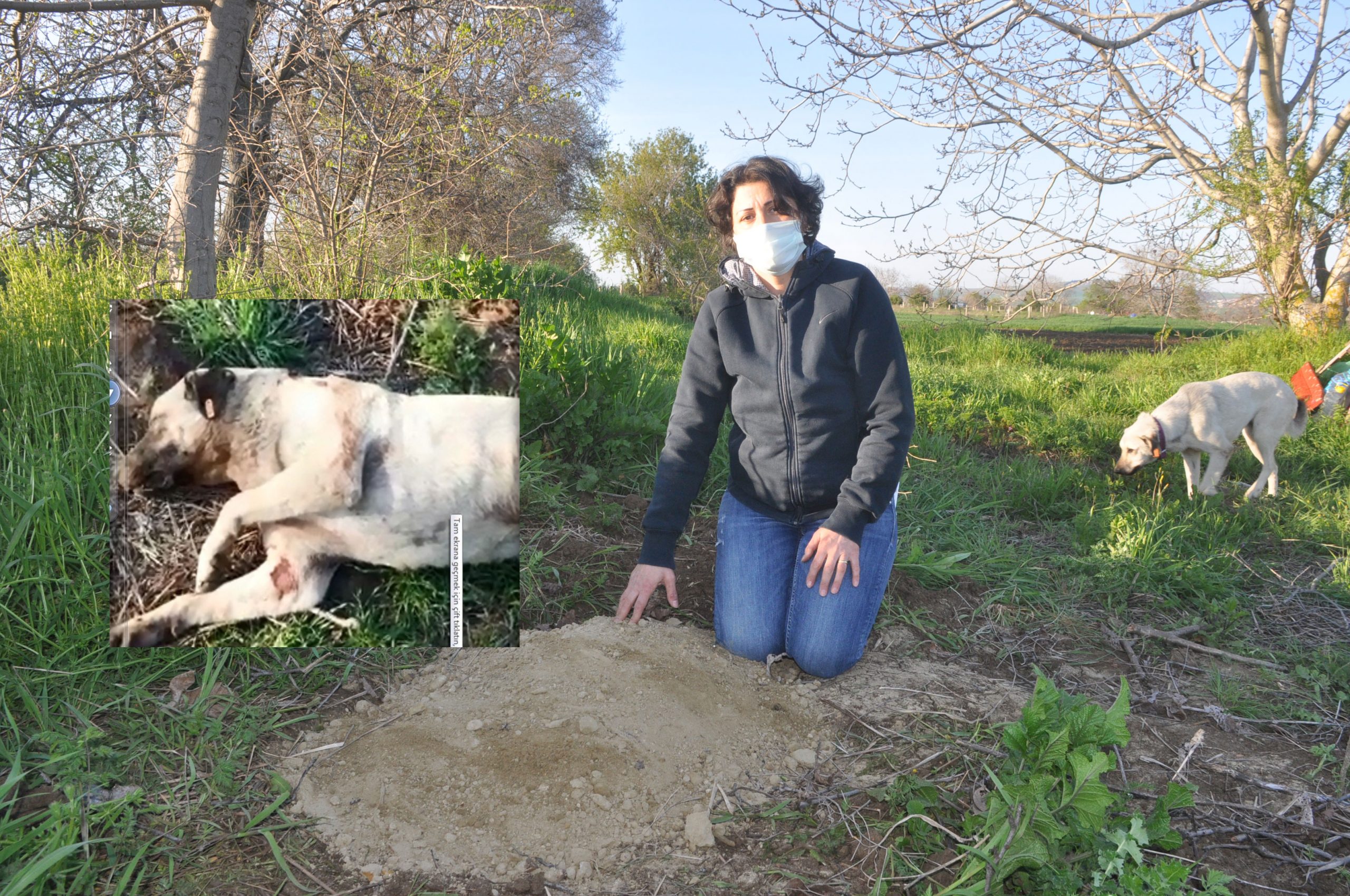 CANİLER KÖPEĞİ TÜFEKLE VURARAK ÖLDÜRDÜ