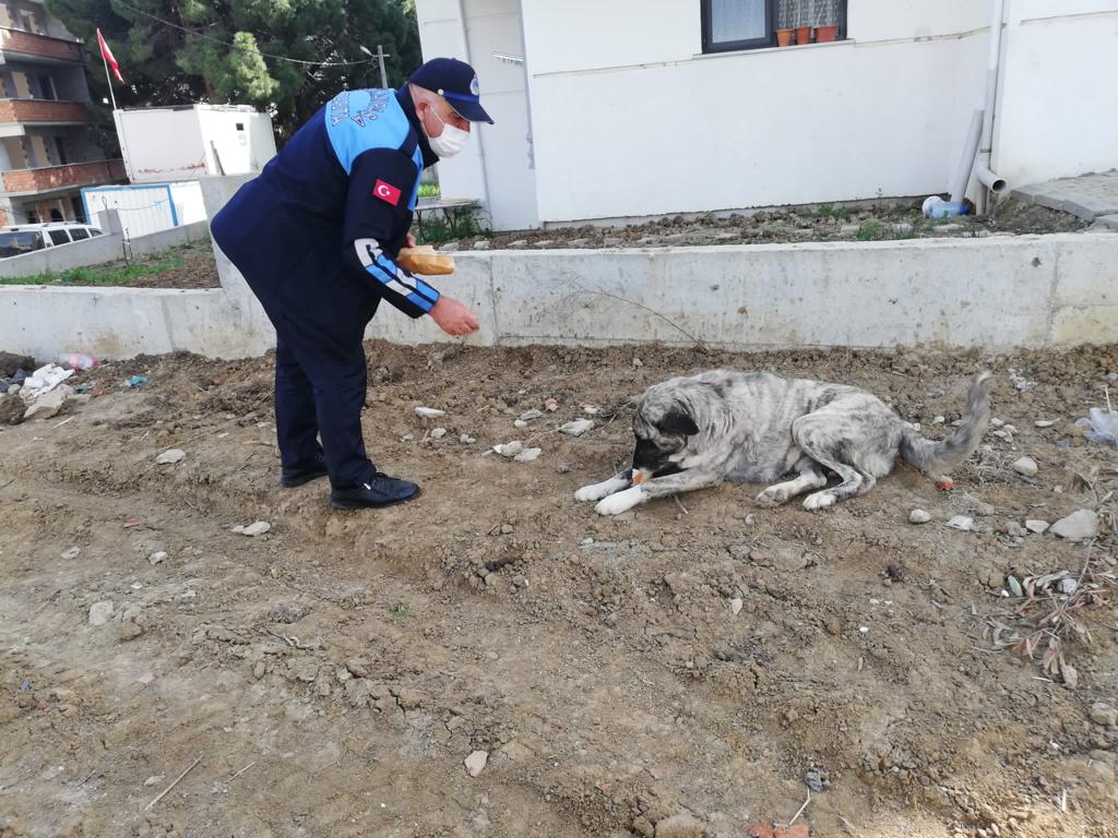 SOKAK HAYVANLARI ONLARA EMANET