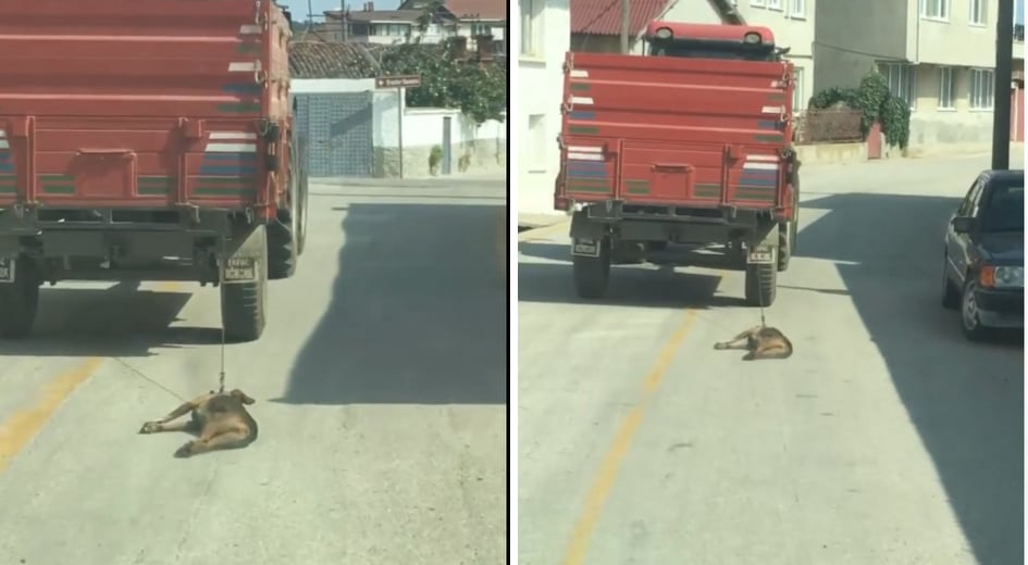 Cani adam köpeği böyle sürükleyerek öldürdü