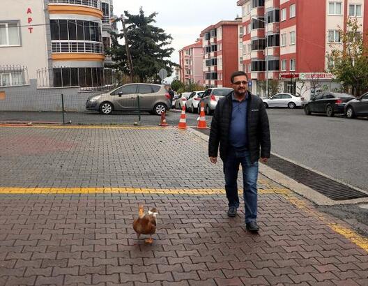 Ördeği ile Kanka oldu, Birlikte Geziyorlar