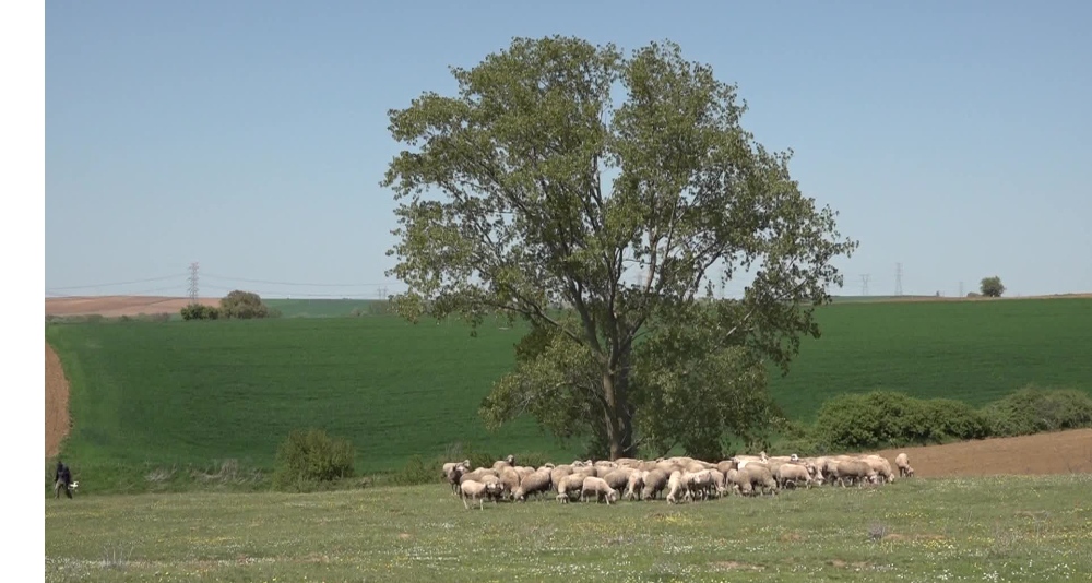 Tekirdağ Meraları Talan Altında, Köylü İsyanda