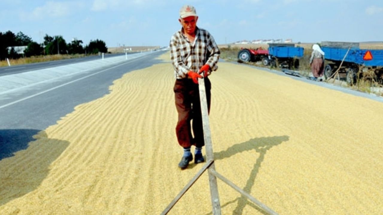 Edirne'de Çeltik Kurutma Faslına Geçildi