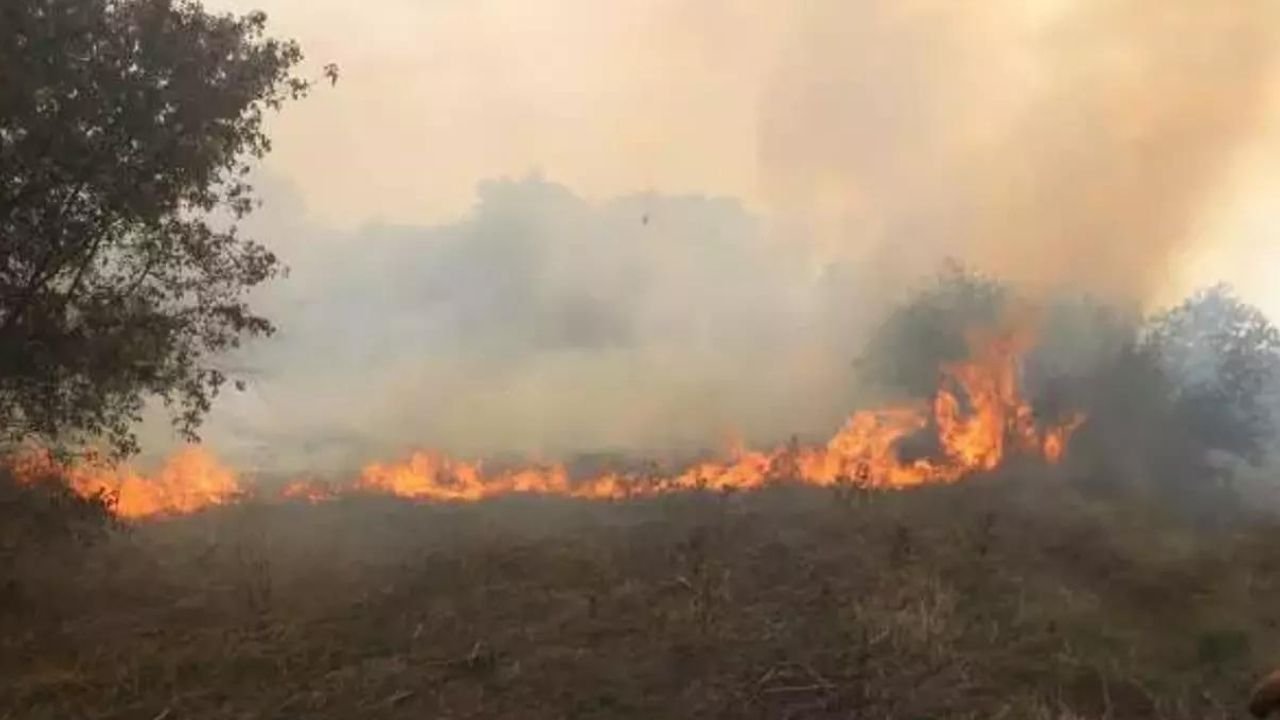 Edirne'de Sınır Kapısı Yolunda Başlayan Yangın Ağaçlara Sıçradı