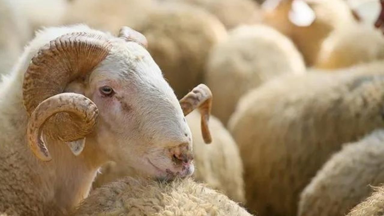 Kırklareli'nde Ekipler Hayvan Kesimhanelerini Denetledi