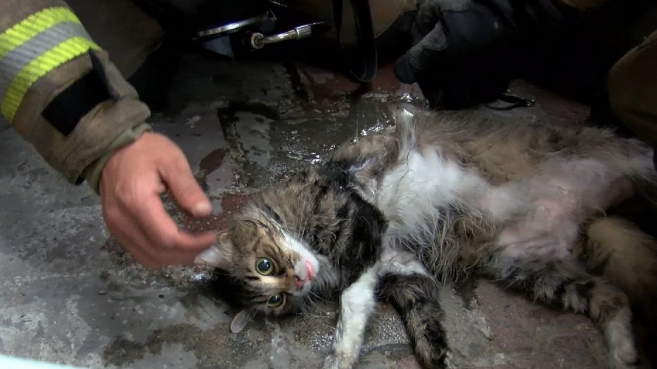 Yangında Dumandan Etkilenen Kedi Kalp Masajıyla Hayata Döndürüldü