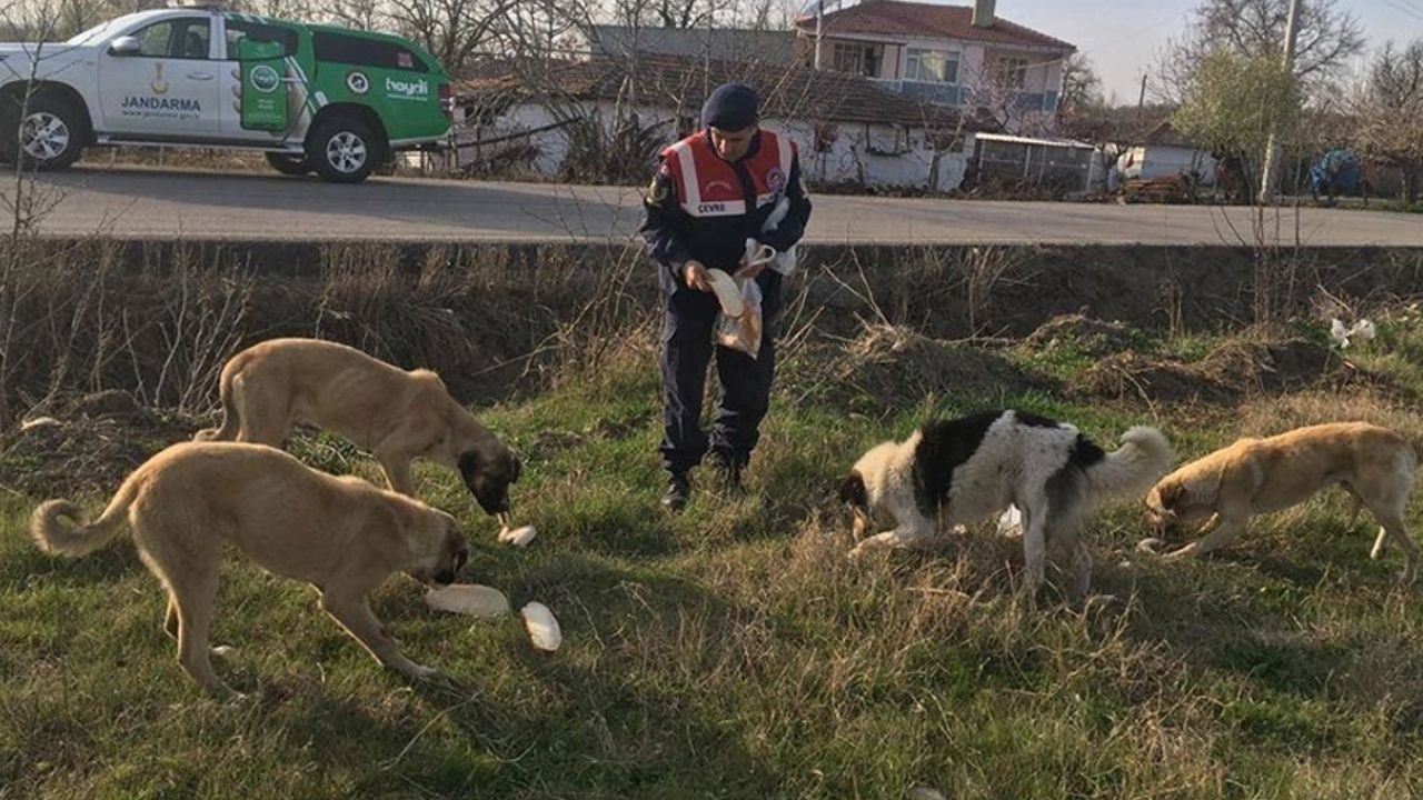 Edirne'de Hayvanların Korunması İçin Çalışmalar Devam Ediyor