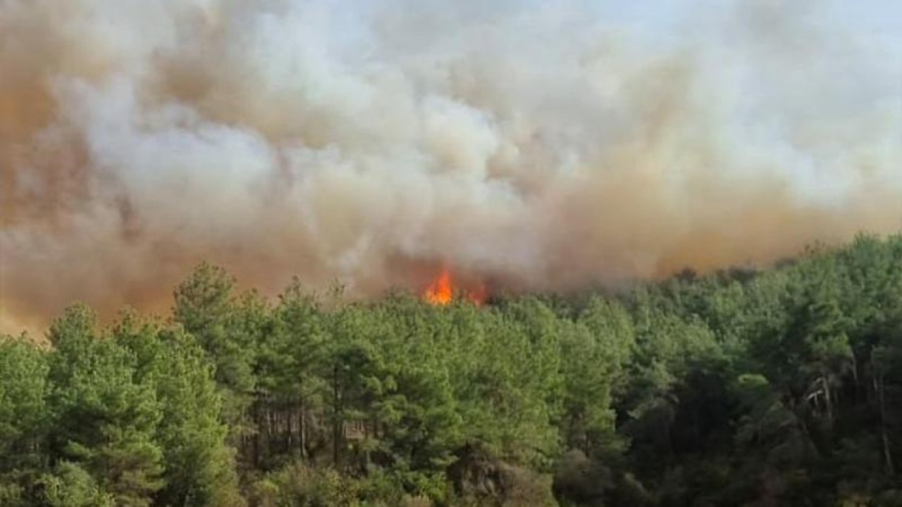 Çanakkale'de Orman Yangını Çıktı