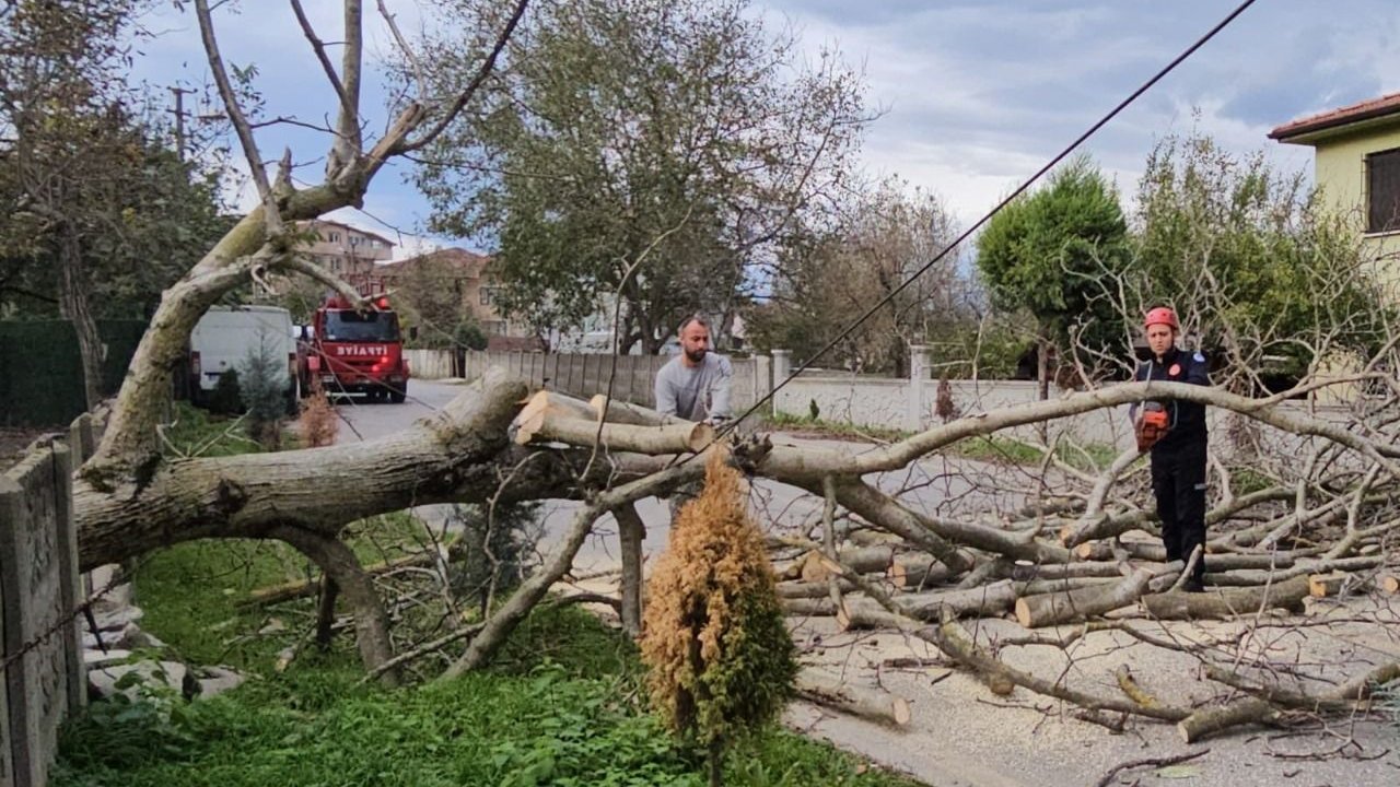 Şiddetli Rüzgar Sebebi ile Ağaçları Devirdi