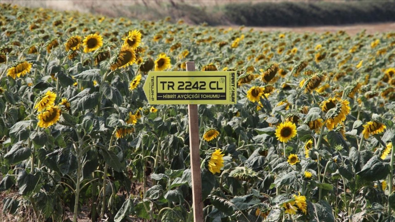 Trakya'daki Yerli Ayçiçeği Tohumlarının Alanları Genişletilecek