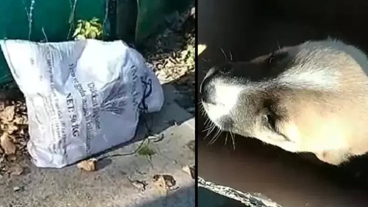 Edirne'deki Hayvan Barınağına Kulakları ve Kuyruğu Kesik Köpek Yavrusu Bıraktılar