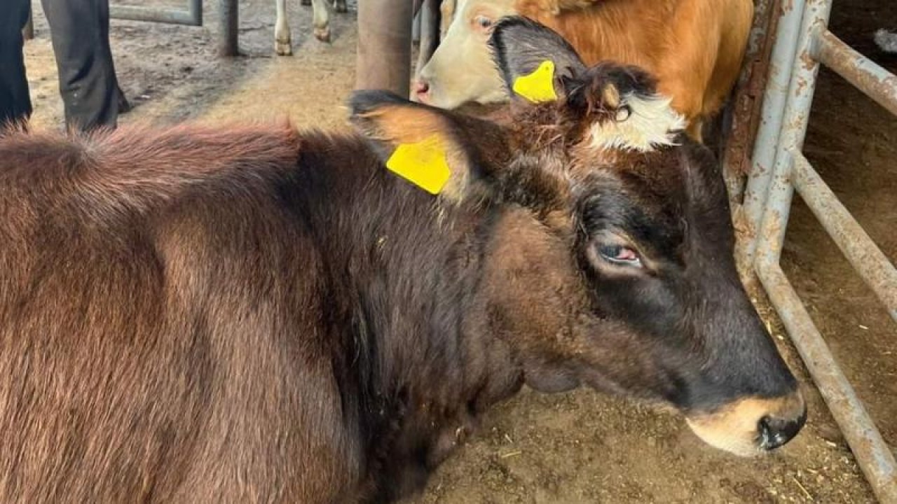 Kırklareli'ne Kaçak Yolla Küçükbaş Getirenlere Ceza Kesildi