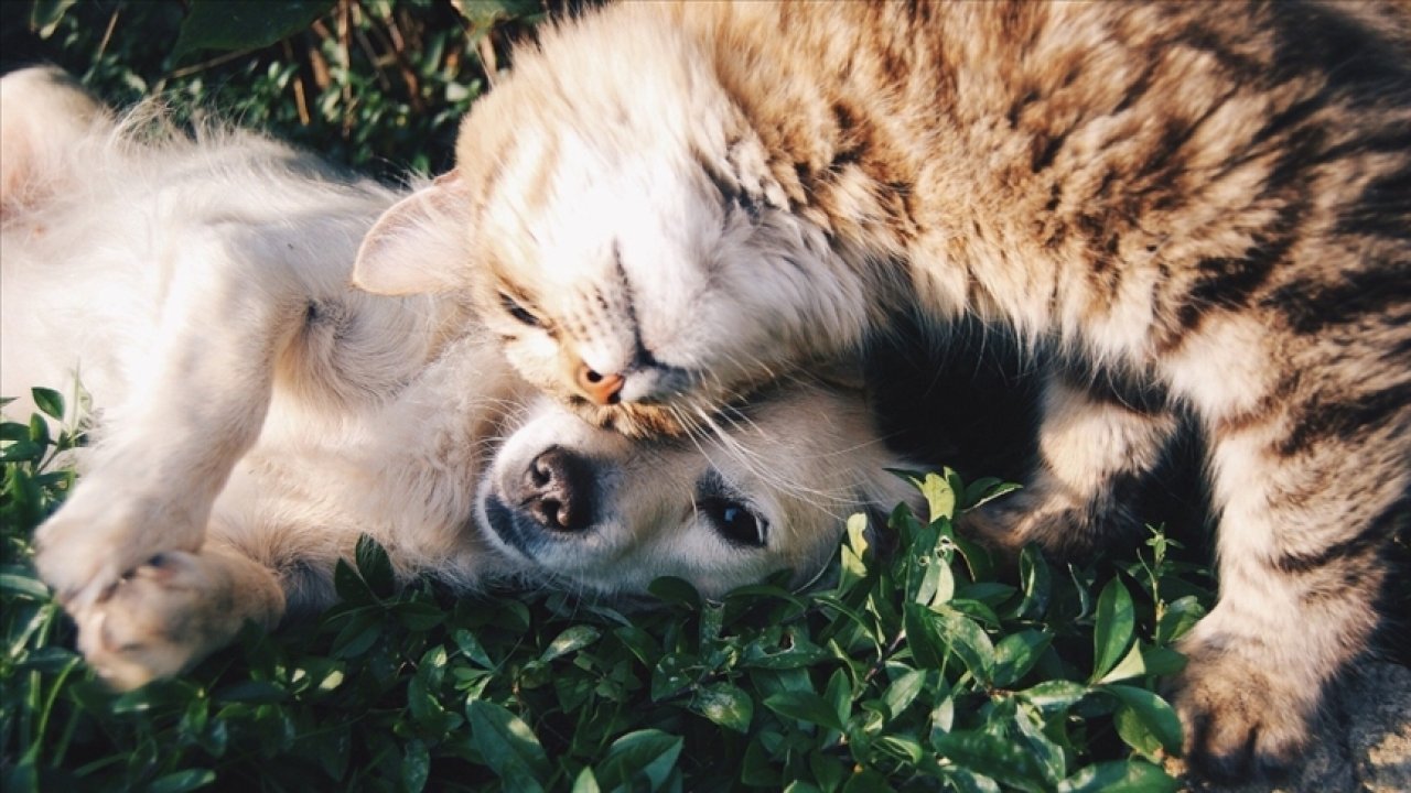 Kırklareli'nde 954 Sahipsiz Kedi ve Köpeğe Müdahale Edildi