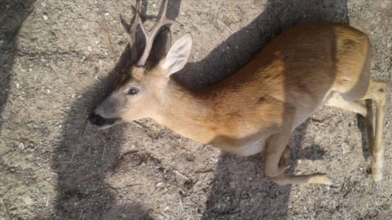 Kırklareli'nde Karaca Avlayan Kişiye Ceza Kesildi