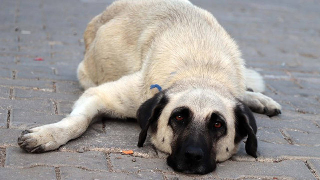 Terk Edilen Köpekler Mahalleye Korku Salıyor