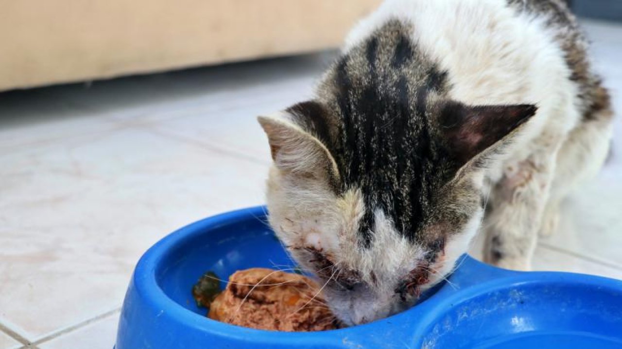 Zavallı Kedi Bekçiler Tarafından Tedavi Altına Alındı