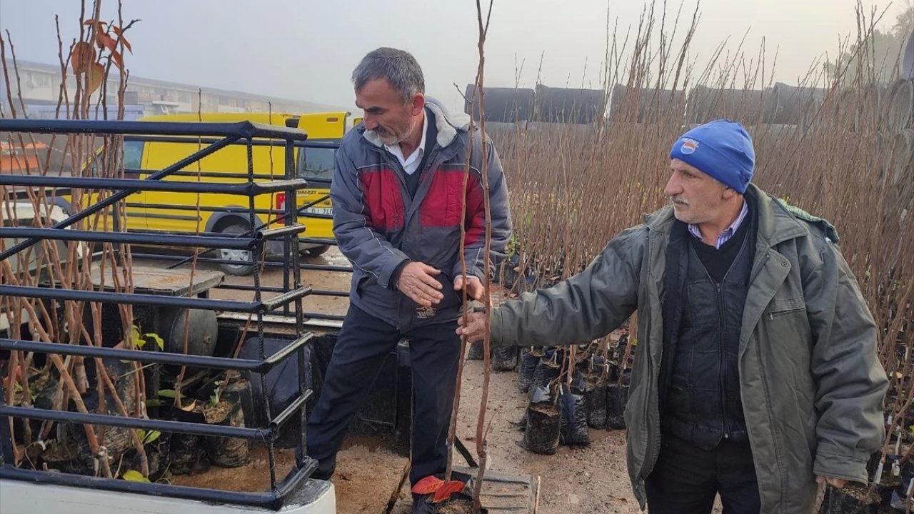 Çiftçilere Yüzde 50 Hibeli Meyve Fidanı Dağıtılıyor